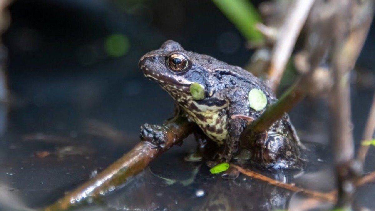 Frog Cemetery Found In Britain Nrvk
