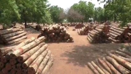  संसदेच्या नव्या इमारतीसाठी वापरण्यात येतय चंद्रपूर-गडचिरोली जिल्ह्यातील सागवान