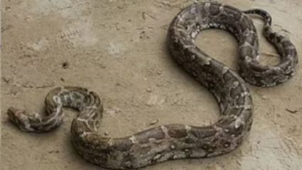 मुख्यमंत्र्यांच्या बंगल्याजवळच्या रस्त्यावर आढळला अजगर