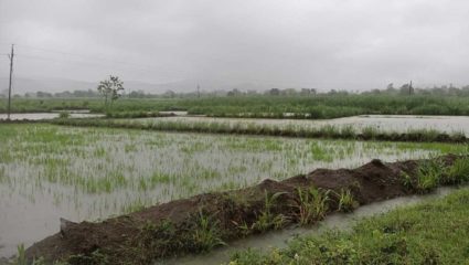 चांदोली पाणलोट क्षेत्रात मुसळधार पाऊस; तिसऱ्या दिवशीही अतिवृष्टीची नोंद