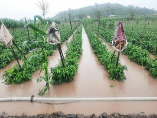 मुसळधार पावसामुळे  ओल्या दुष्काळाचे संकट ; उभ्या पिकांमध्ये पाणी साचल्याने चिंता वाढली