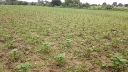 नागपुरात पावसानं केलं शेतकऱ्यांच नुकसान, तब्बल 2 लाख हेक्टर वरील पिकांची नासाडी