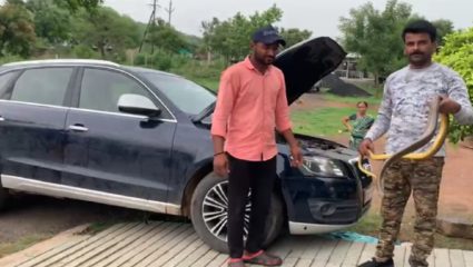 नागपुरात ऑडी कारच्या बोनेडमध्ये आढळली दहा फूट लांबीची धामण