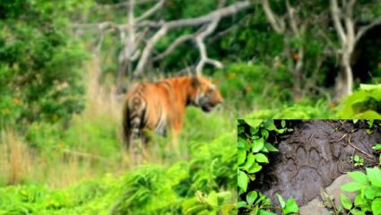 गाविलगड किल्ल्यात पुन्हा वाघाचे दर्शन ! वन अधिकाऱ्यांच्या कॅमेऱ्यात अविस्मरणीय क्षण कैद