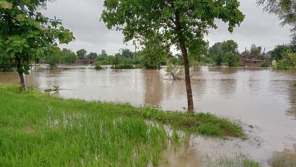 २२२५ हेक्टर क्षेत्रातील पिकांचे नुकसान तर ३६४ गावांचा समावेश, ५ हजार शेतकऱ्यांना बसला फटका