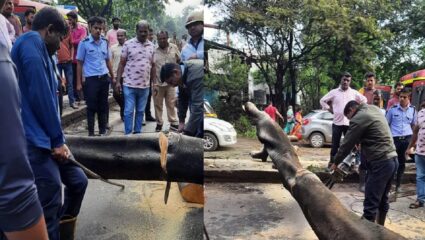 भरधाव दुचाकीवर कोसळलं झाड, दोघांचा जागीच मृ्त्यू