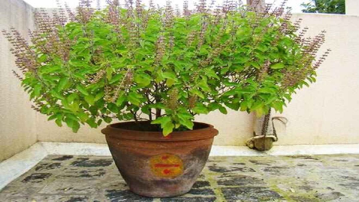 Chant This Mantra While Adding Water To Tulsi Your Home Will Prosper Nrrd