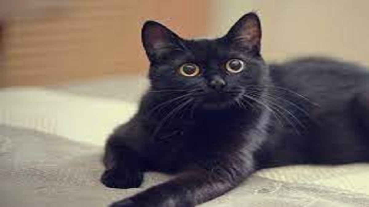 The Cat Is Dhanalakshmi Find Out Why Nrrd