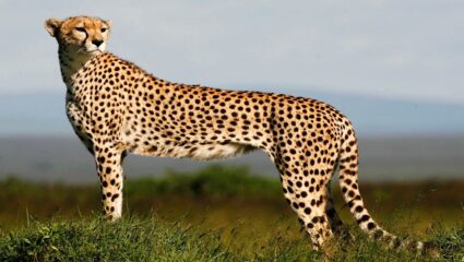 नामिबियामधून भारतात आणण्यात आले आठ चित्ते