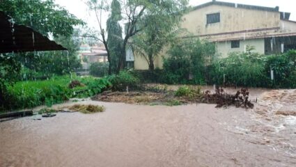 जावली तालुक्यात अतिवृष्टीमुळे ३०.१० हेक्टर क्षेत्रातील शेती पिकाचे नुकसान