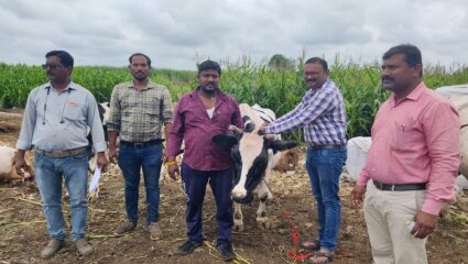 माळशिरस तालुक्यात ८००० जनावरांना लसीकरण; तालुक्यात विशेष मोहीम