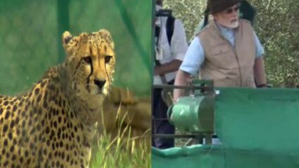 पंतप्रधान नरेंद्र मोदींच्या उपस्थितीत कुनो अभयारण्यात सोडण्यात आले चित्ते!