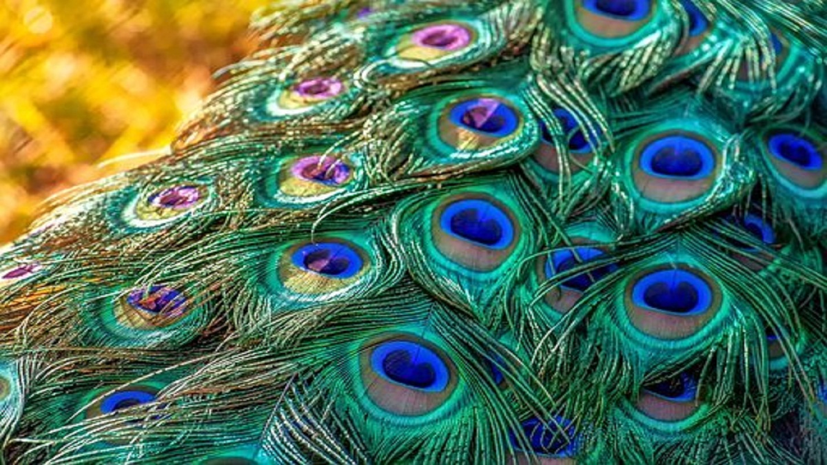 Put Peacock Feathers In The House You Will Get Positive Energy Nrrd