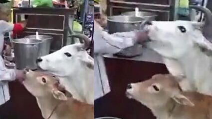 पाणीपुरीवर गाईने मारला ताव; सोशल मिडीयावर व्हिडीओची जोरदार चर्चा