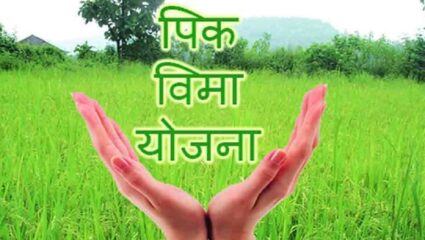 रब्बीसाठी पीक विमा योजनेत सहभागी व्हा; कृषी विभागाचे आवाहन