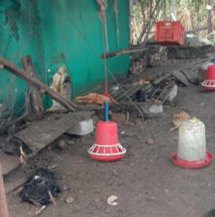 पोल्ट्री शेडवर बिबट्याचा हल्ला ; एकूण २५० गावठी कोंबड्यांचा पाडला फडशा