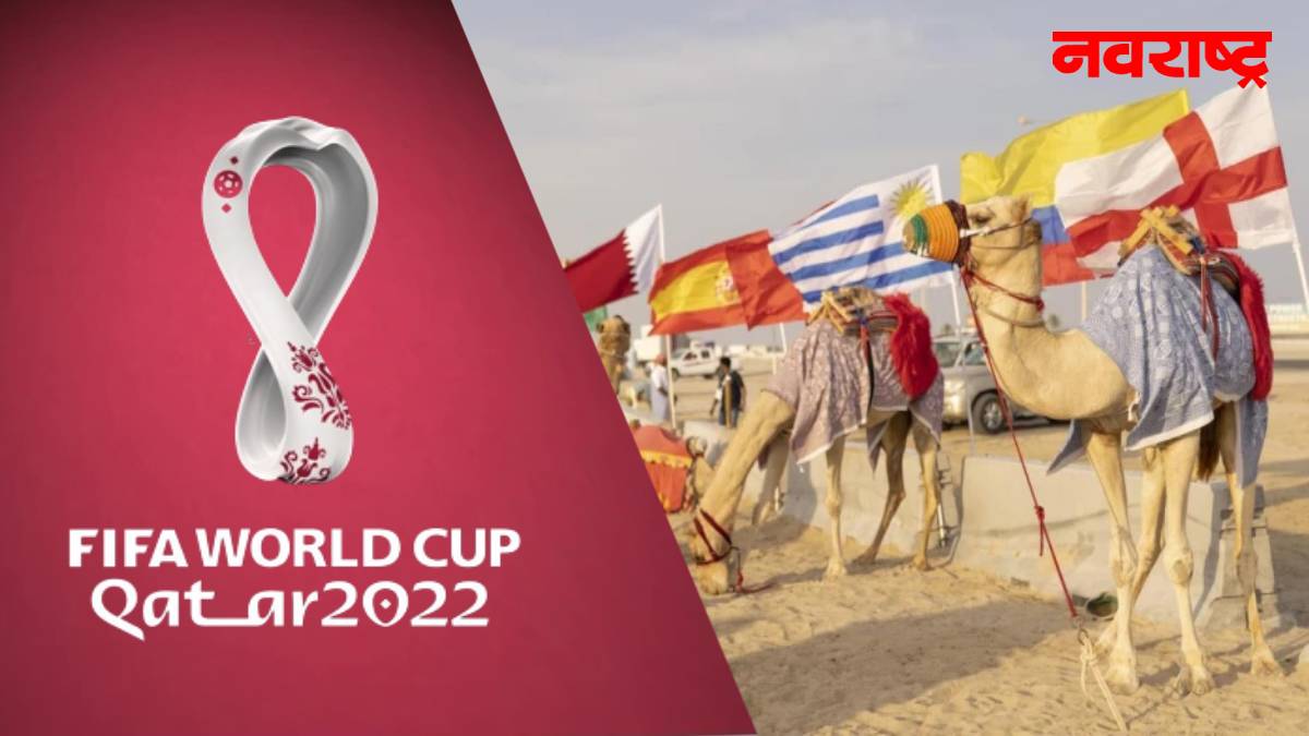 Danger Of Camel Flu Infection In Qatar Crisis On Fifa World Cup 2022
