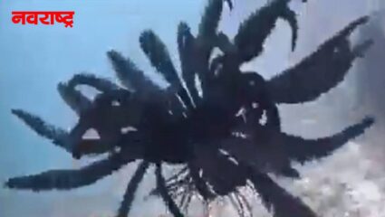 पॅसिफिक महासागरात सापडला हटके जीव;  पाहा त्यांची थराराक दृश्य