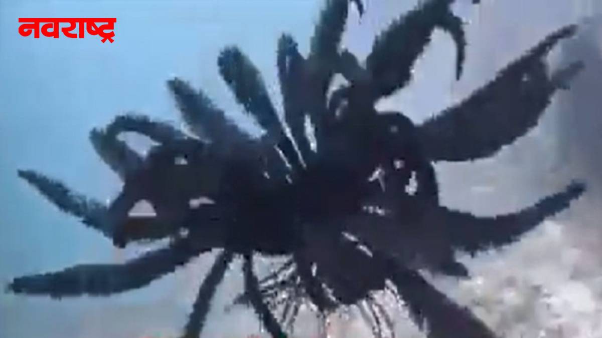 पॅसिफिक महासागरात सापडला हटके जीव;  पाहा त्यांची थराराक दृश्य