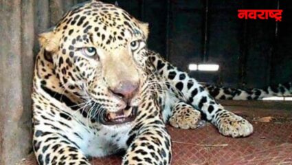 नाशिक मध्ये बिबट्या वनविभागाच्या जाळ्यात; वाढत्या क्रॉंकेटीकरणामुळे मानवीवस्तीमध्ये प्राण्याचा वावर