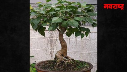 पिंपळाच्या झाडात दडलाय आरोग्याचा खजिना, मुळापासून ते पानांपर्यंत प्रत्येक भाग आहे फायदेशीर…