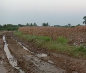 राजेगाव- स्वामी-चिंचोली रस्त्याची दुरवस्था ; रस्त्यावर खड्ड्यांचे साम्राज्य
