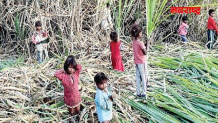 पुस्तकांऐवजी हातात उसाची मोळी; ऊस तोडणी मजुरांची मुले शिक्षणापासून वंचित