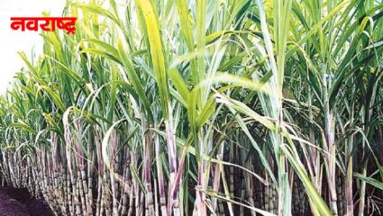 सांगली जिल्ह्यात ऊस क्षेत्रात वाढ; कारखाना बंदचा परिणाम नाहीच