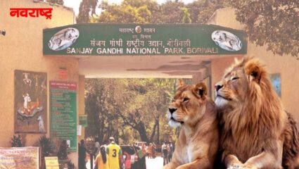 आज संजय गांधी राष्ट्रीय उद्यानात होणार ‘सिंह राजा’ ची एंट्री!