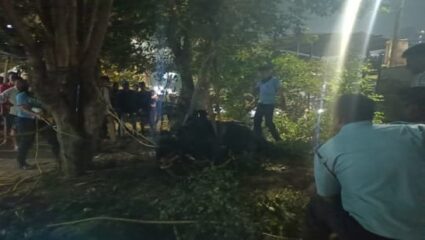 कल्याणमध्ये मोकाट म्हशीचा हैदोस; चार ते पाच जणांना धडक