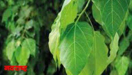 पिंपळाचे आयुर्वेदिक उपाय काय जाणून घ्या