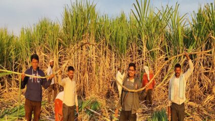 48 गुंठ्यात 144 टन ऊसाचे उत्पन्न; शेतकऱ्याचा आडसाली ऊसात प्रयाेग यशस्वी