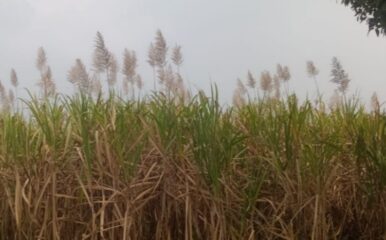 तुरा आलेला ऊस तोडण्यासाठी मजूरांची टाळाटाळ; तुऱ्यामुळे वजन घटणार असल्याने शेतकरी चिंताग्रस्त