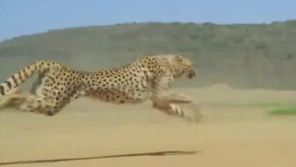 120 किमी वेगाने धावणाऱ्या चित्त्याचा व्हिडिओ व्हायरल! शिकारीसाठी मारली 22 फूट उडी, पाहणारे दंग