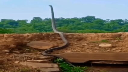 अरे देवा! नाग’ही उभा राहू शकतो, कोब्राचा VIDEO पाहून लोक म्हणाले, हाच खरा राजा आहे