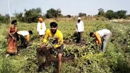 हमीभावाच्या नावे जाचक अटीचा फास; कापूस पीकपेरा नसलेले शेतकरी सीसीआयसाठी अपात्र
