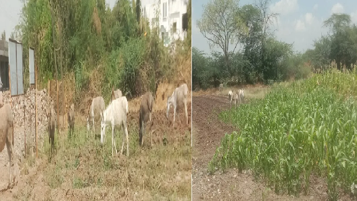 सातारा जिल्ह्यातील ‘या’ भागात गाढवांचीच दहशत, काय केलंय गाढवानी? : वाचा ...