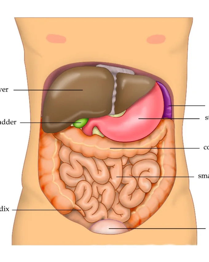 तुम्हाला तर नाही आहे ना फॅटी लिव्हरची समस्या, यामुळे शरीराच्या ‘या’ भागांमध्ये येऊ लागते सूज, वेळीच उपचाक नाही केले तर…..