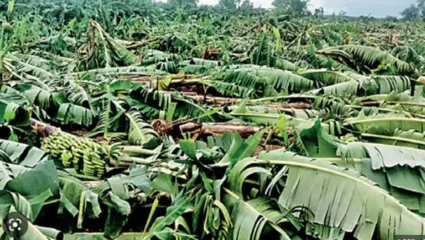 हिंगोलीत गारांसह अवकाळी पावसाची हजेरी; केळींच्या बागा, शेतीचे मोठे नुकसान