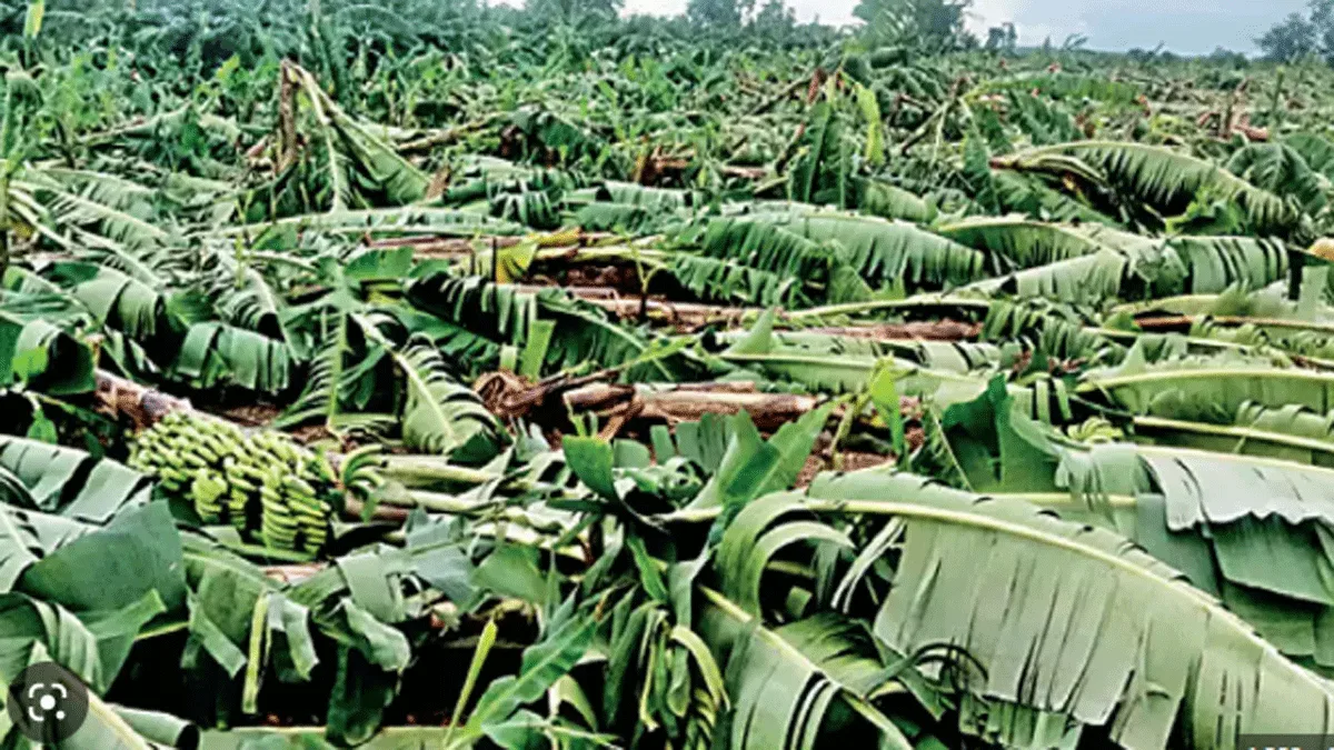 Unseasonal Rain In Hingoli Losses Of Farms And Banana Crop Nrka
