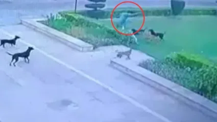 बारामतीत भटक्या कुत्र्यांचा दीड वर्षांच्या चिमुकलीवर हल्ला