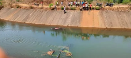 वारणा डावा कालव्यात गव्याचा मृत्यू , कॅनॉल मध्ये पडून अपघाती मृत्यू ;  वन विभागाच्या चौकशीत उघड