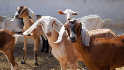 बकऱ्यांची भविष्यवाणी ठरतीये खरी; मोठ्या संकटाचा मिळतो अलर्ट