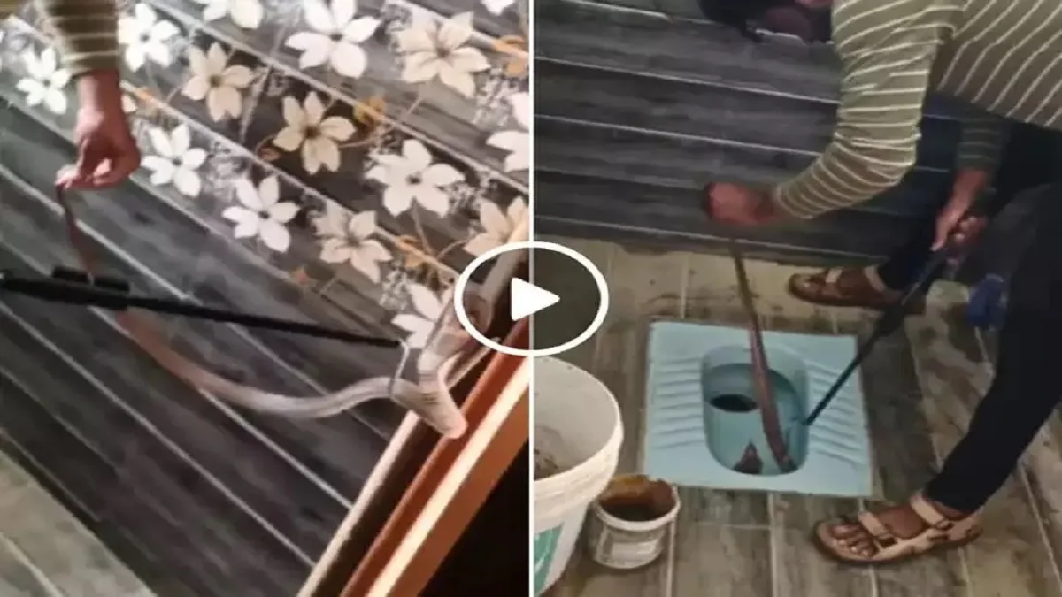 बापरे..टॉयलेट सीटच्या आत लपून बसला होता किंग कोब्रा, अशा प्रकारे केले रेस्क्यू.. Video Viral