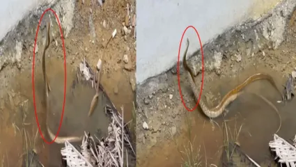 पाण्यात सुरू होती त्यांची प्रणयक्रीडा, आजवर कधीही नसेल पाहिला असा नाग-नागिणीचा रोमँटिक डान्स, व्हायरल झाला दुर्मिळ व्हिडिओ