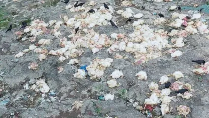 नदीपात्रात मृत कोंबड्या फेकल्याने नागरिकांच्या आरोग्याला धोका, ग्रामपंचायत प्रशासन व पोलीस कारवाई करणार का?