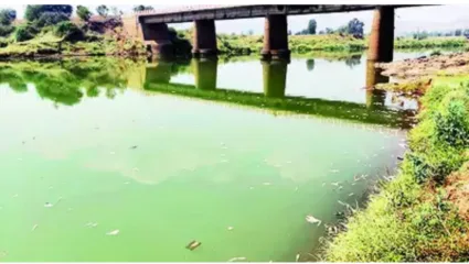पंचगंगा नदीला जलपर्णीचा विळखा, पिण्याचे पाणी दूषित; कोल्हापूर कुरुंदवाडच्या शेतकऱ्यांचे मोठे नुकसान