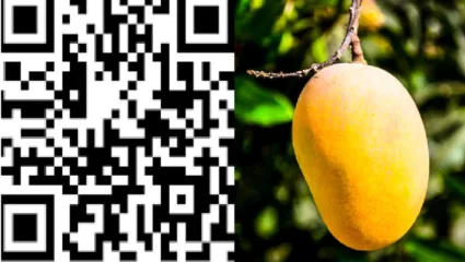 आंंब्यासाठी आता QR कोड! क्यूआर कोड सांगणार, कोणत्या बागेला किती आंबे आणि कोण आहे मालक