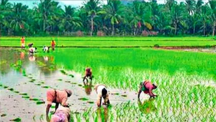 पावसाच्या आगमनाने बळीराजा सुखावला; शेती कामाला गती; पण कृषी विभाग म्हणतोय, ‘पेरण्यांची घाई करू नका’
