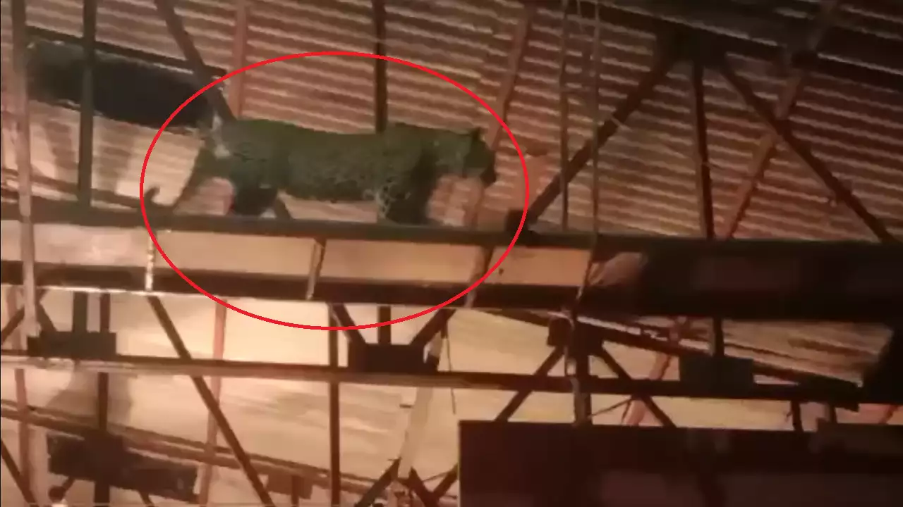 शुटिंगच्या वेळी सेटवर बिबट्याची एन्ट्रीनं एकच खळबळ, प्रसिद्ध मराठी मालिकेचं सुरु होतं शूटिंग, नेमकं काय घडल?